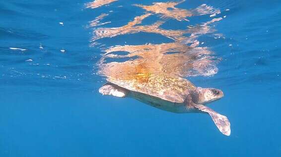 צילום: עמרי עומסי רשות הטבע והגנים